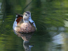 Ringed Teal (WWT Slimbridge October 2011) - pic by Nigel Key